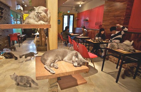 A cat with your espresso? It’s possible in Cat cafe! - Café Liégeois Canada Inc.
