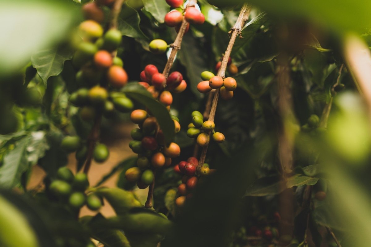 Full-bodied, fruity, smooth coffee… we walk you though coffee varieties - Café Liégeois Canada Inc.
